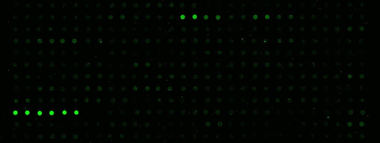 细胞因子抗体芯片